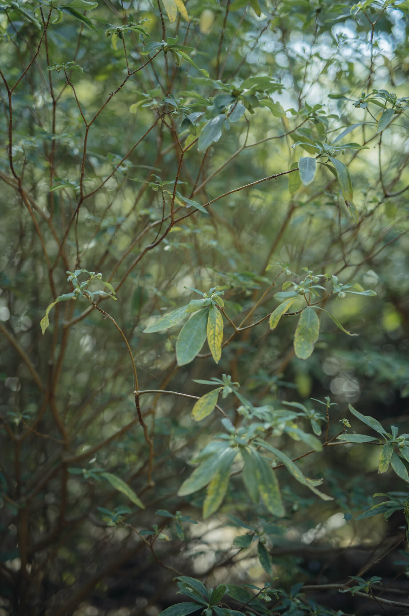 写真：天王山の木々