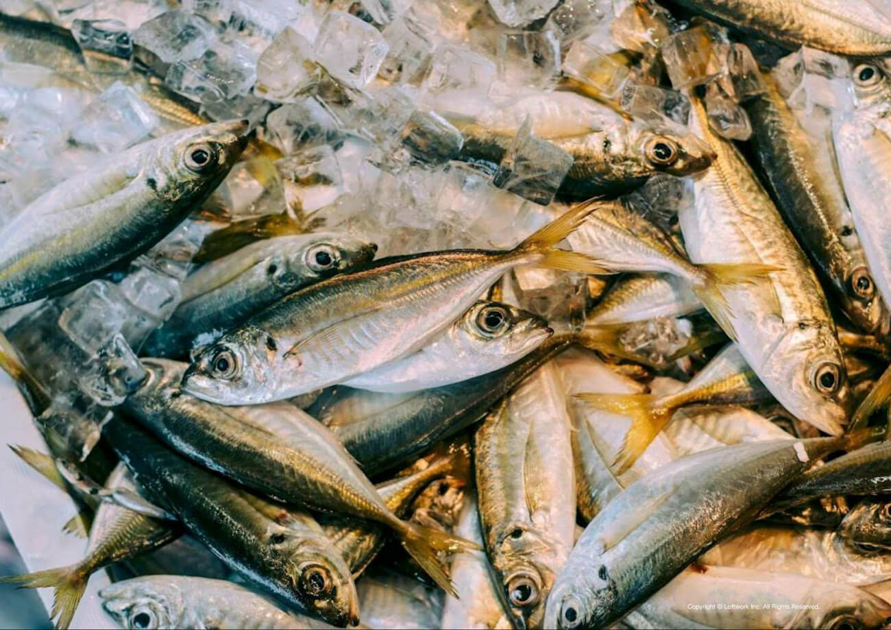 画面いっぱいの青魚の写真