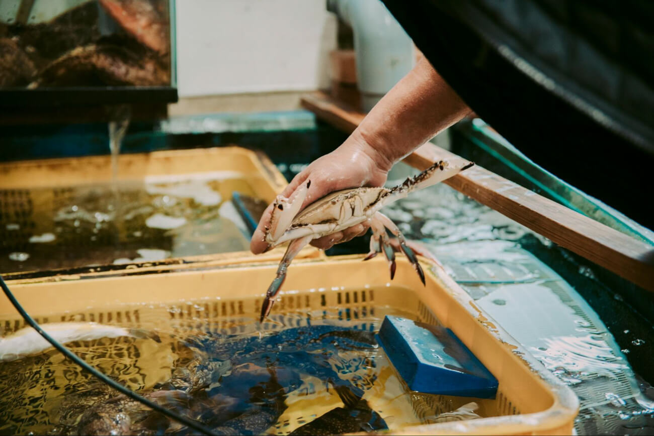 水槽からカニを取り出す人の手元の写真。手元では活きのいいカニが両手のハサミを振り上げている