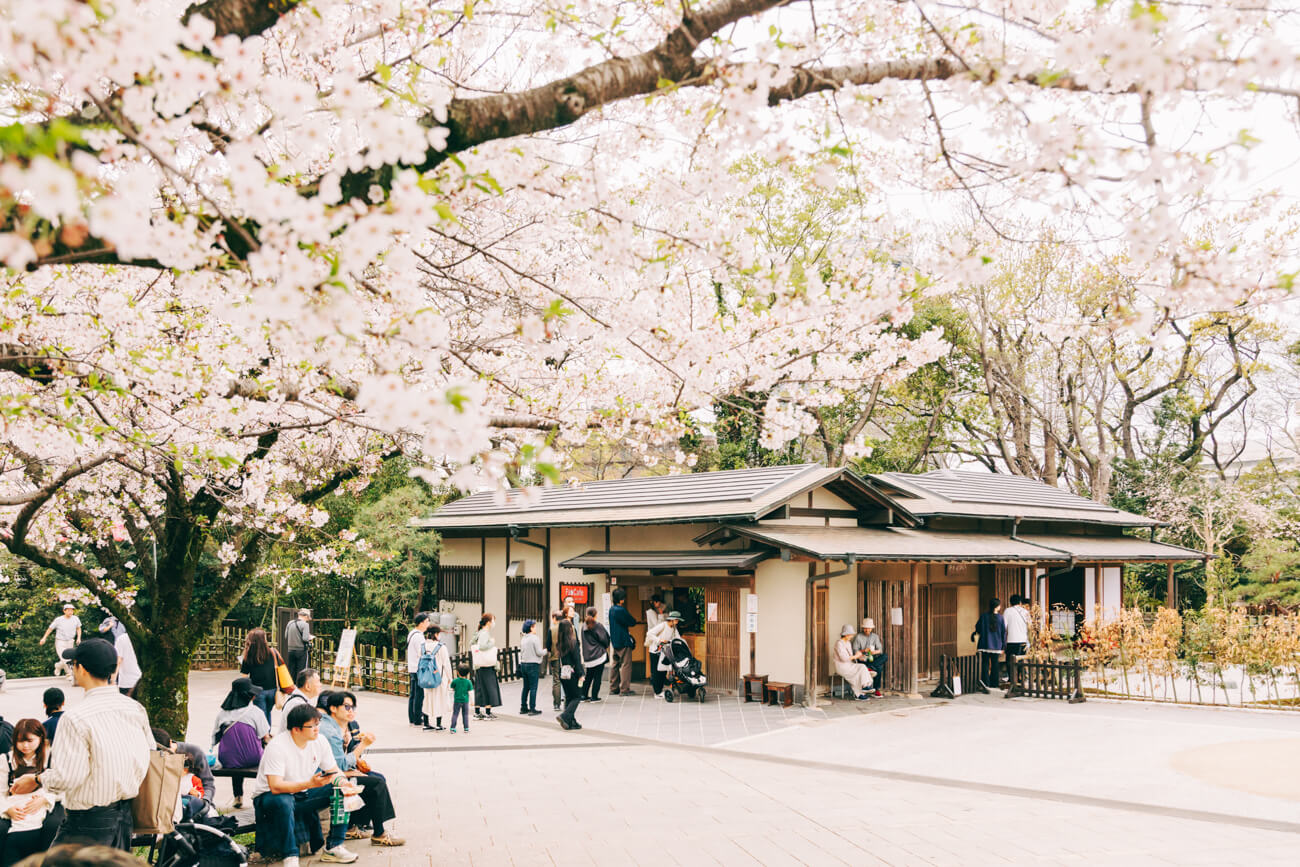 遠くから、いのはな亭を見る構図の写真。手前には満開の桜の木が写っている